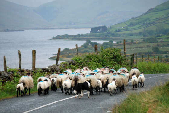 IRELAND_SHEEP_ROAD_RURAL